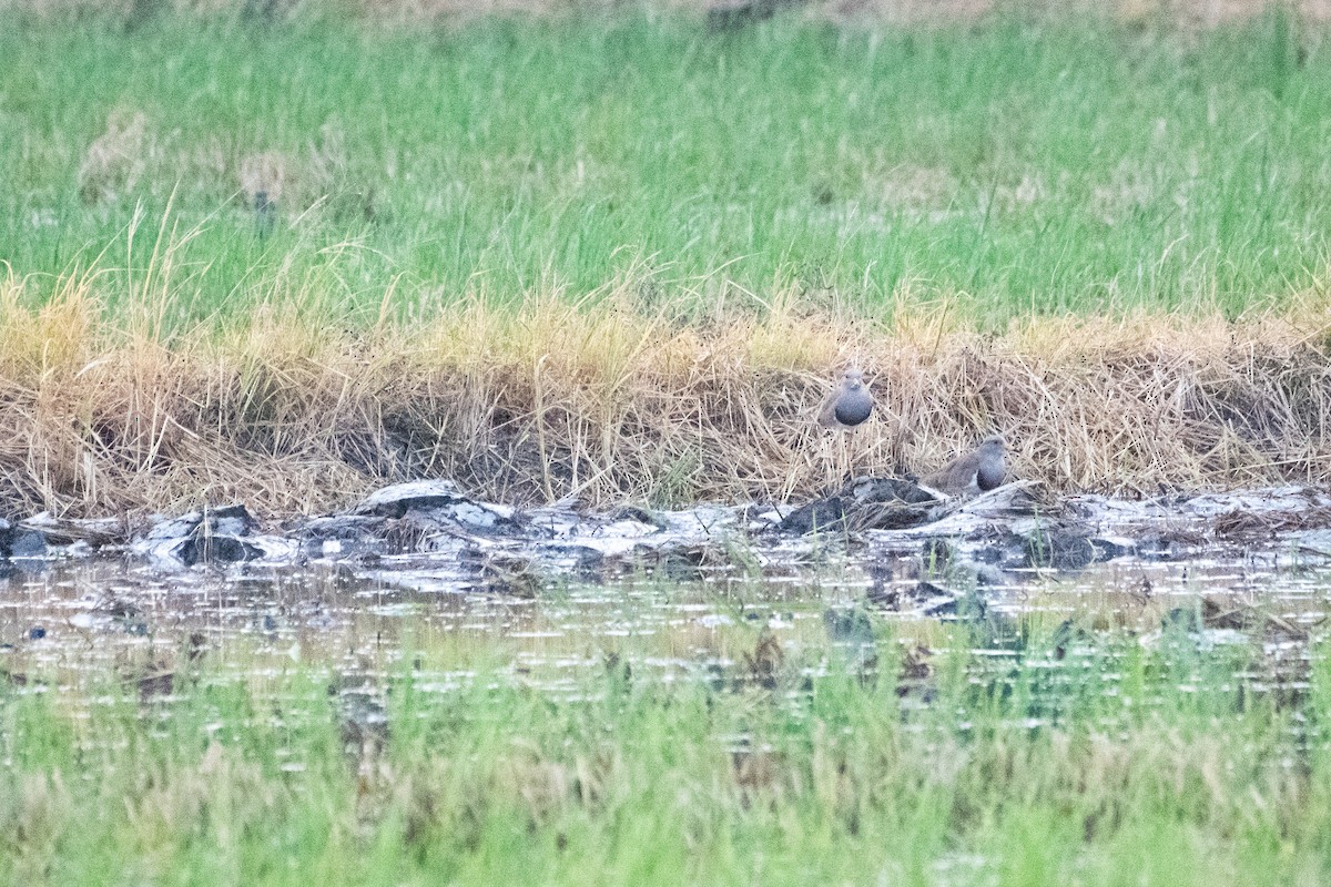 Vanneau à tête grise - ML646679854