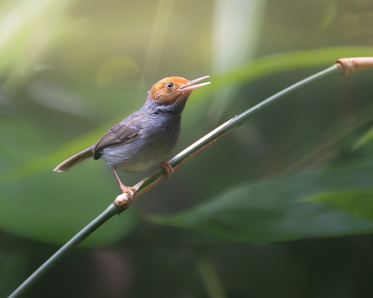 Couturière à tête rousse - ML646679855