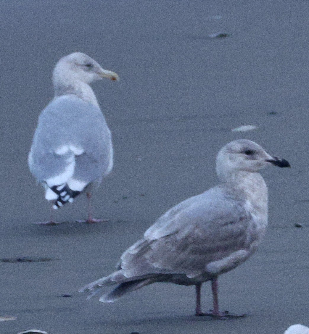 Goéland à ailes grises - ML646679856