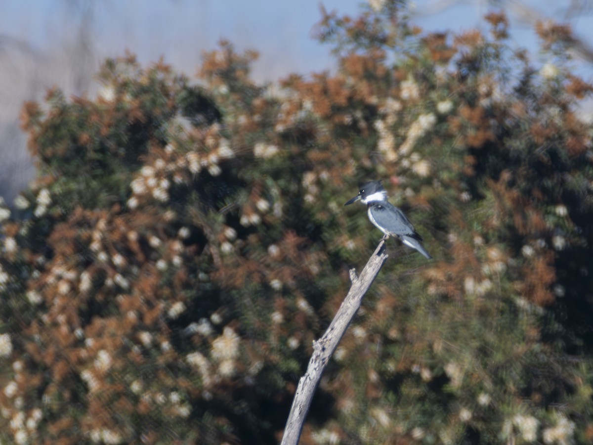 Martin-pêcheur d'Amérique - ML646679857