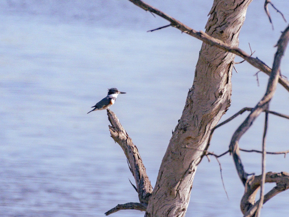 Martin-pêcheur d'Amérique - ML646679858