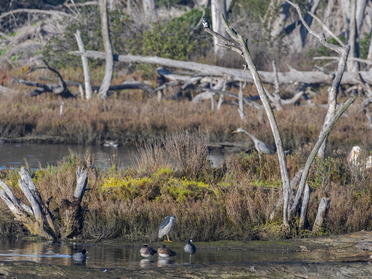 Martin-pêcheur d'Amérique - ML646679859