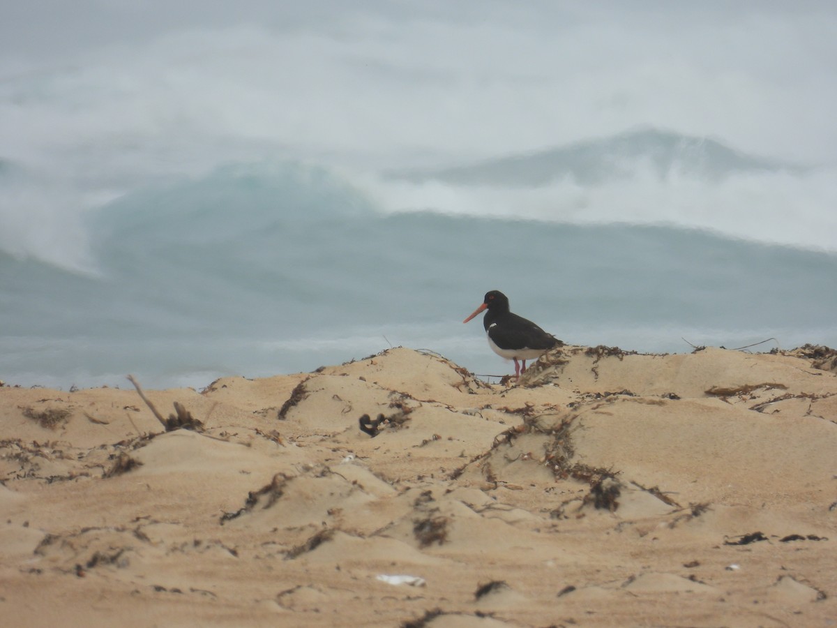 Huîtrier à long bec - ML646679860