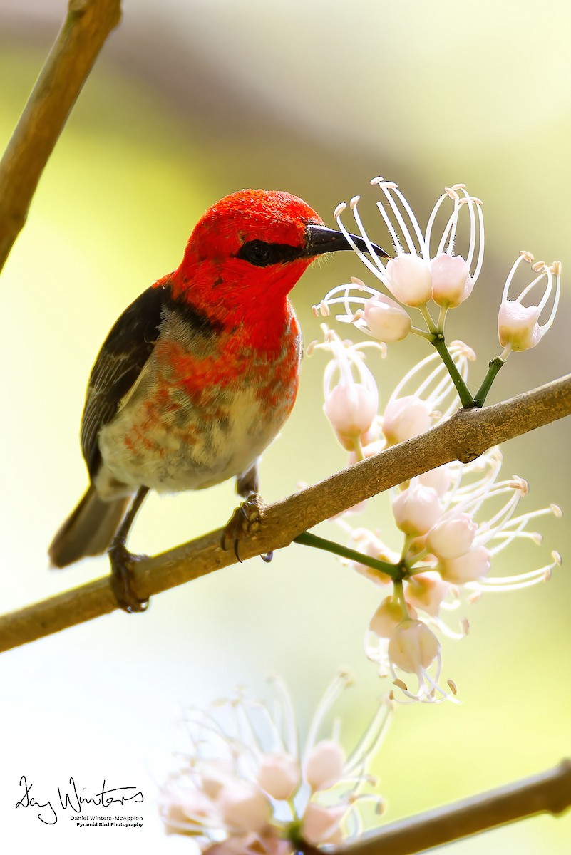 Myzomèle écarlate - ML646679861