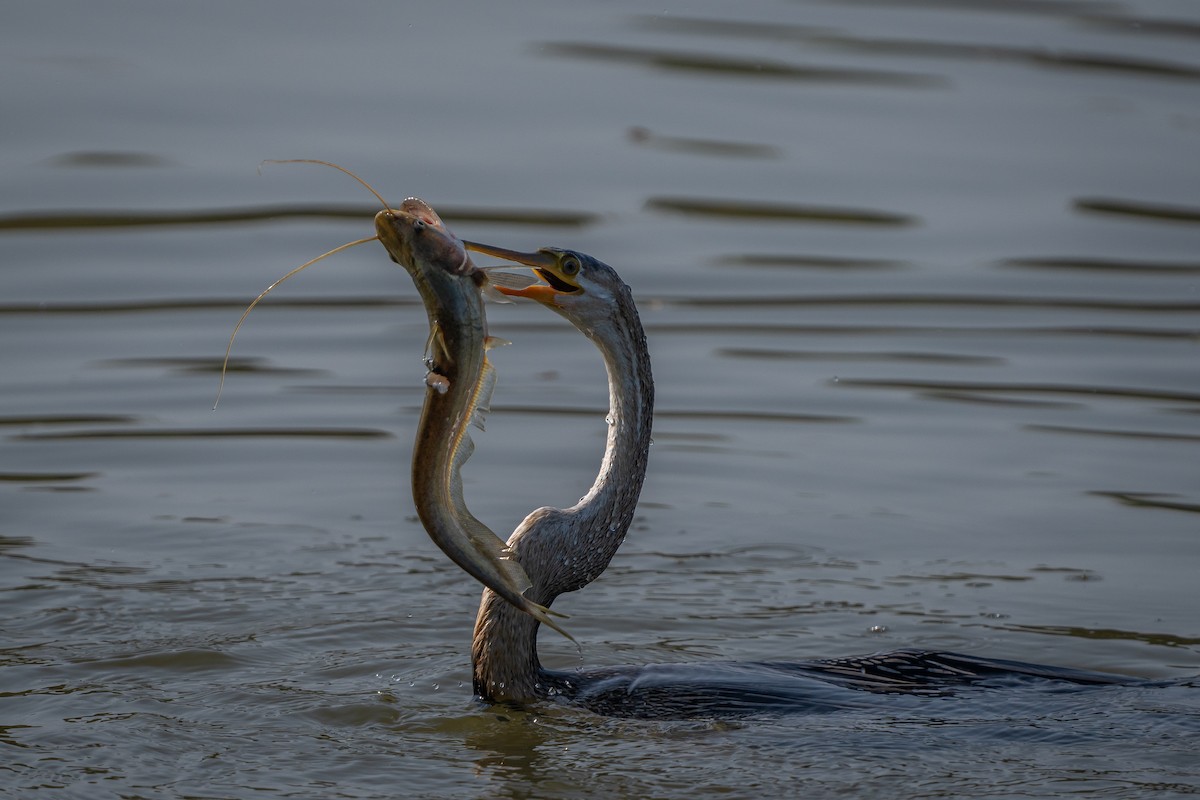 Doğu Yılanboyunu - ML646679863