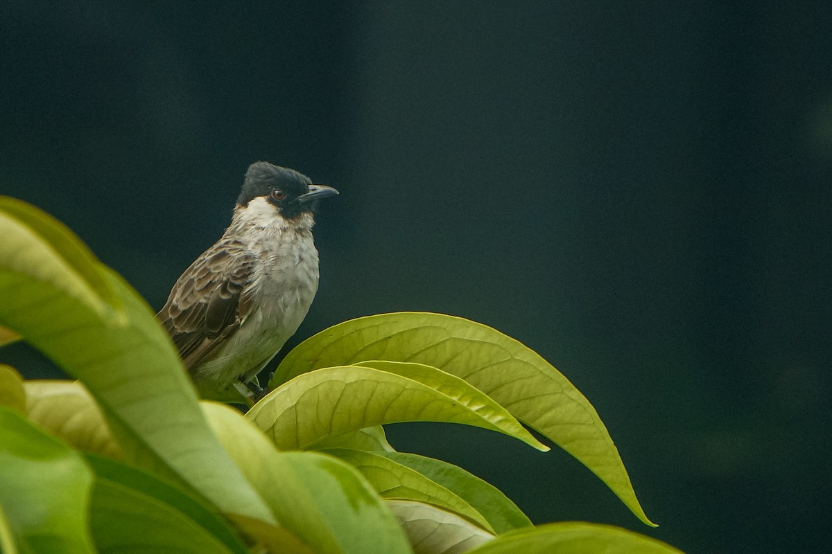 Bulbul cul-d'or - ML646679866