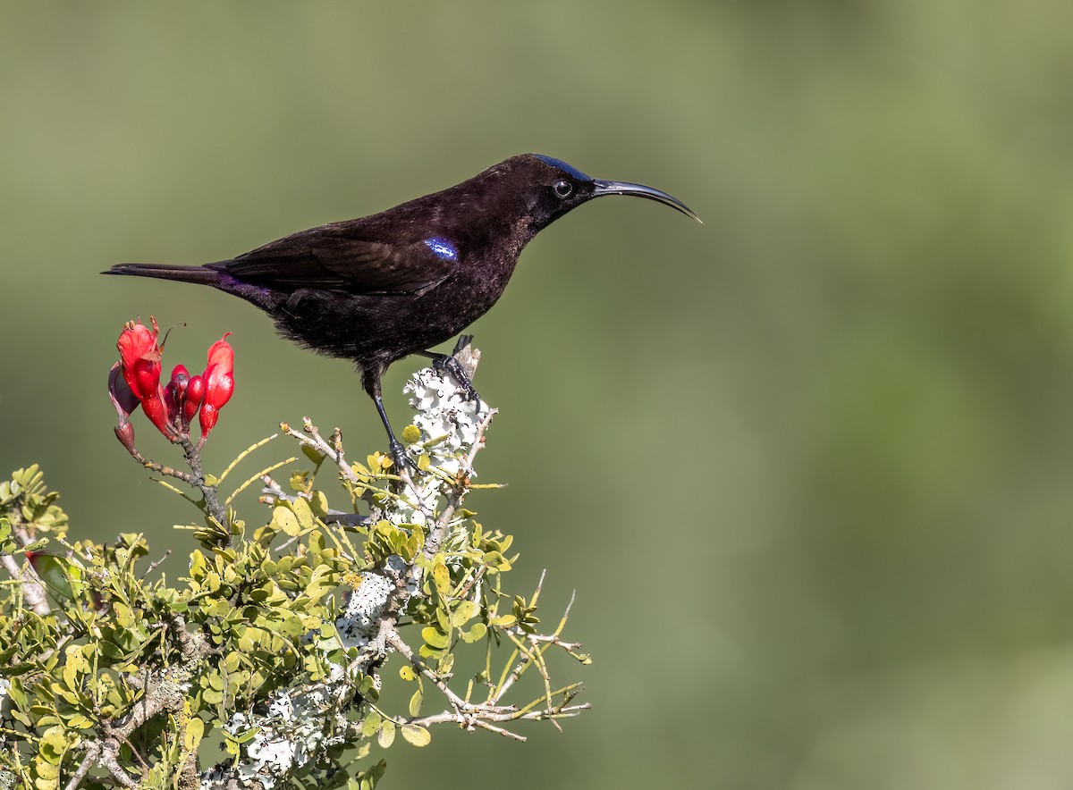 Souimanga améthyste - ML646679868