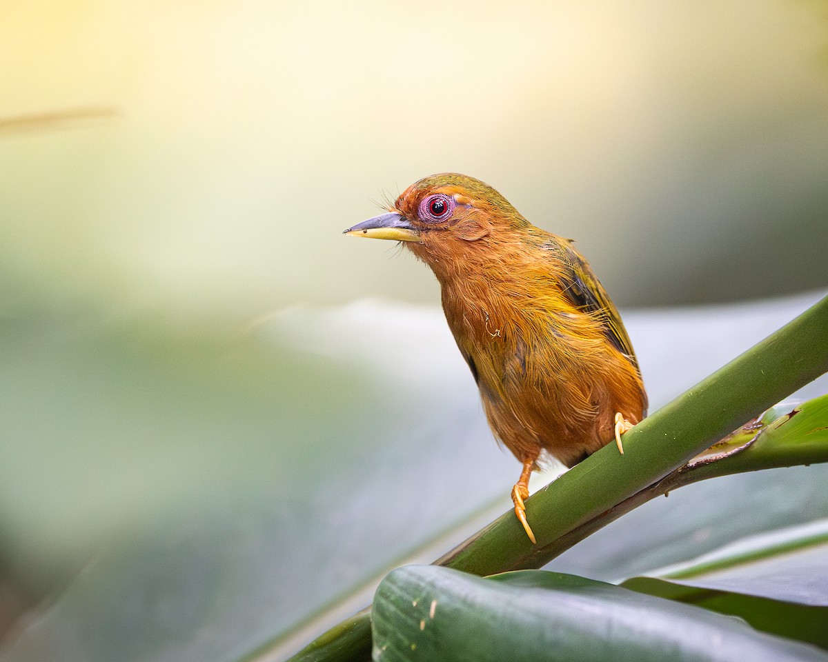 Picumne roux - ML646679869