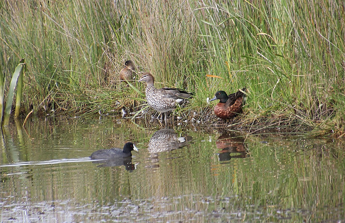 Canard à crinière - ML646679870