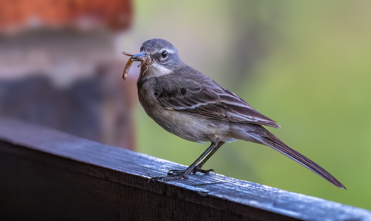 Bergeronnette du Cap - ML646679871