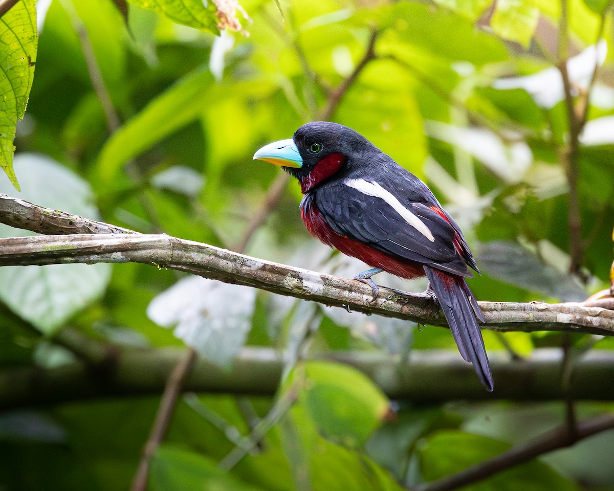 Eurylaime rouge et noir - ML646679872