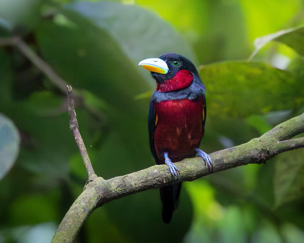 Eurylaime rouge et noir - ML646679873