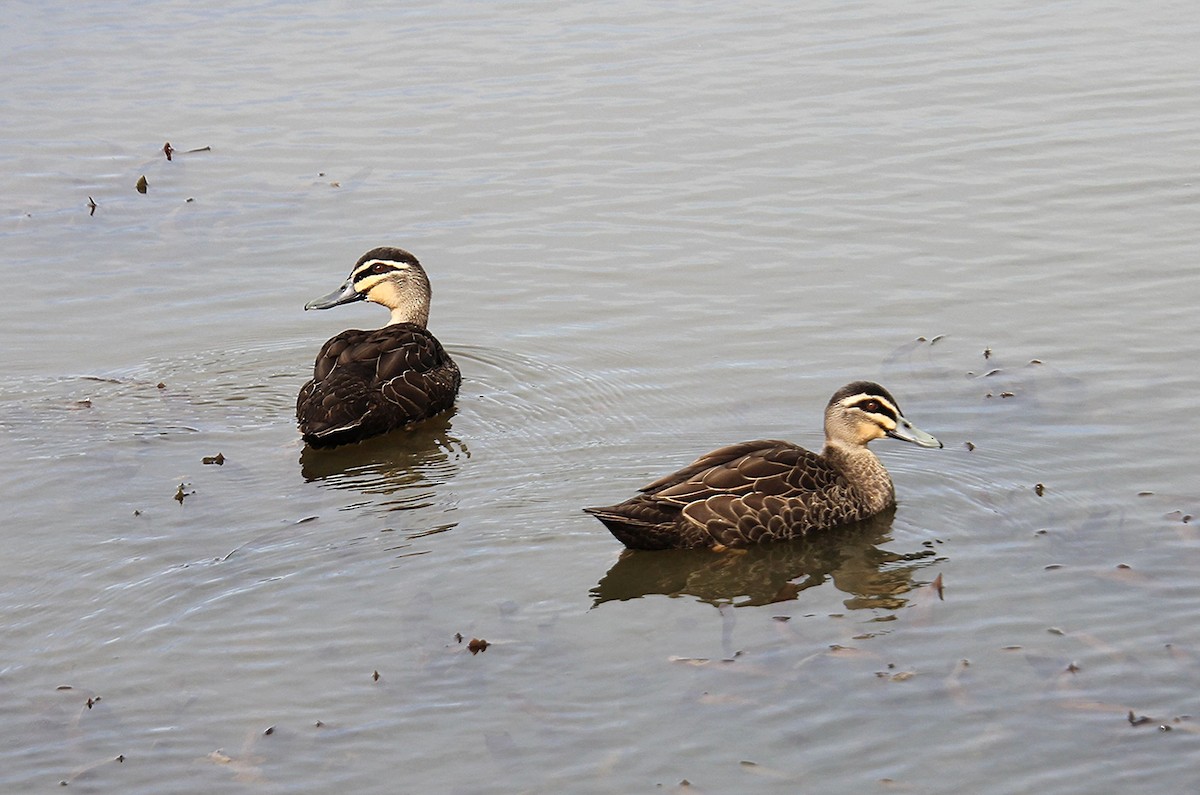Canard à sourcils - ML646679874