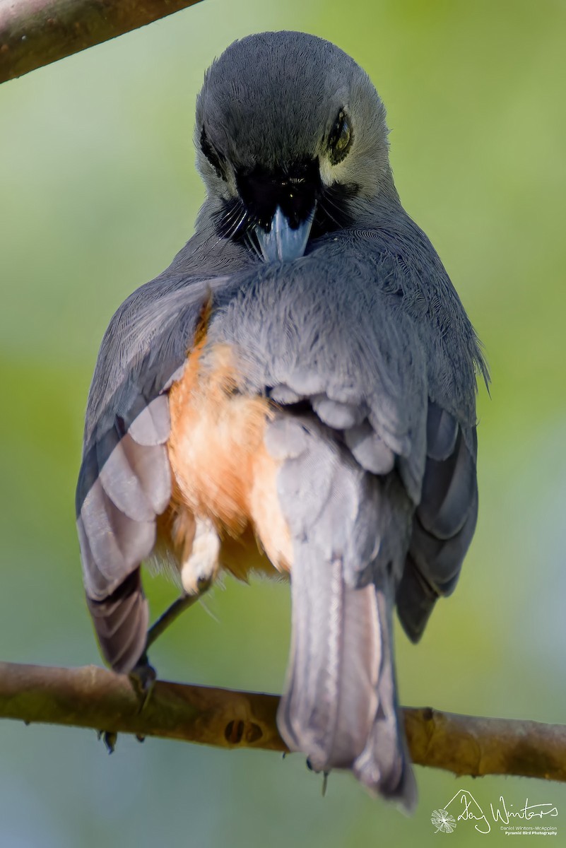 Monarque à face noire - ML646679875