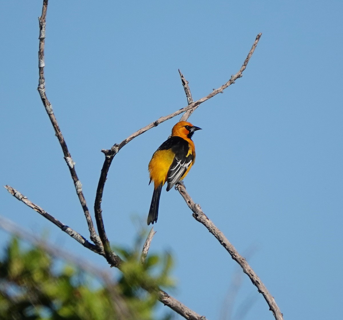 Oriole à gros bec - ML646679876