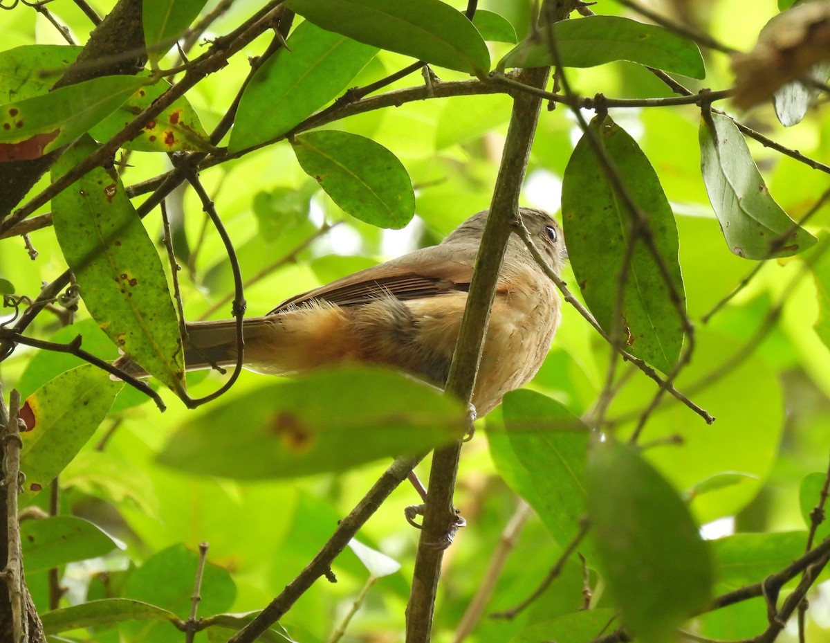 Siffleur châtain (groupe rufogaster) - ML646679877