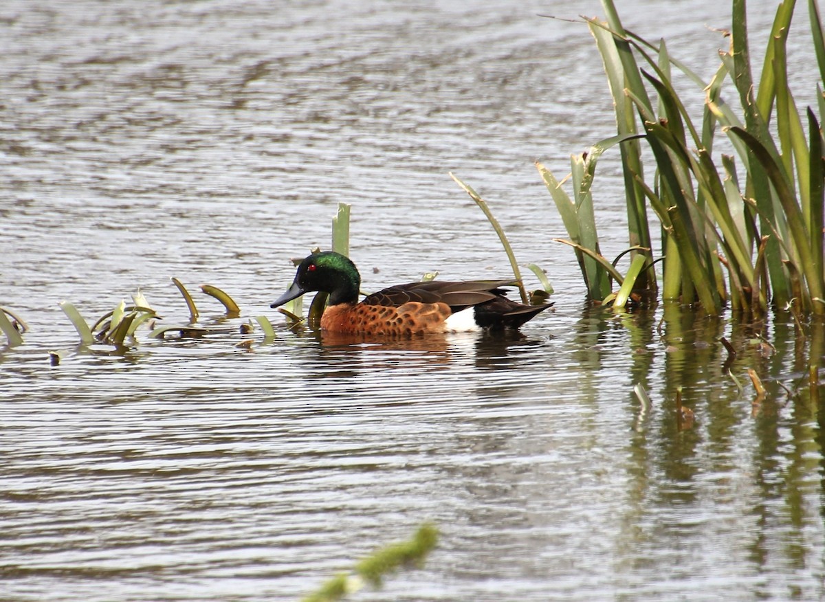 Sarcelle rousse - ML646679878