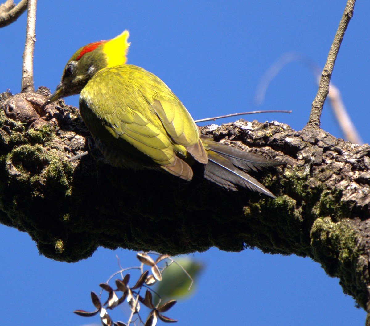 Pic à huppe jaune - ML646679879