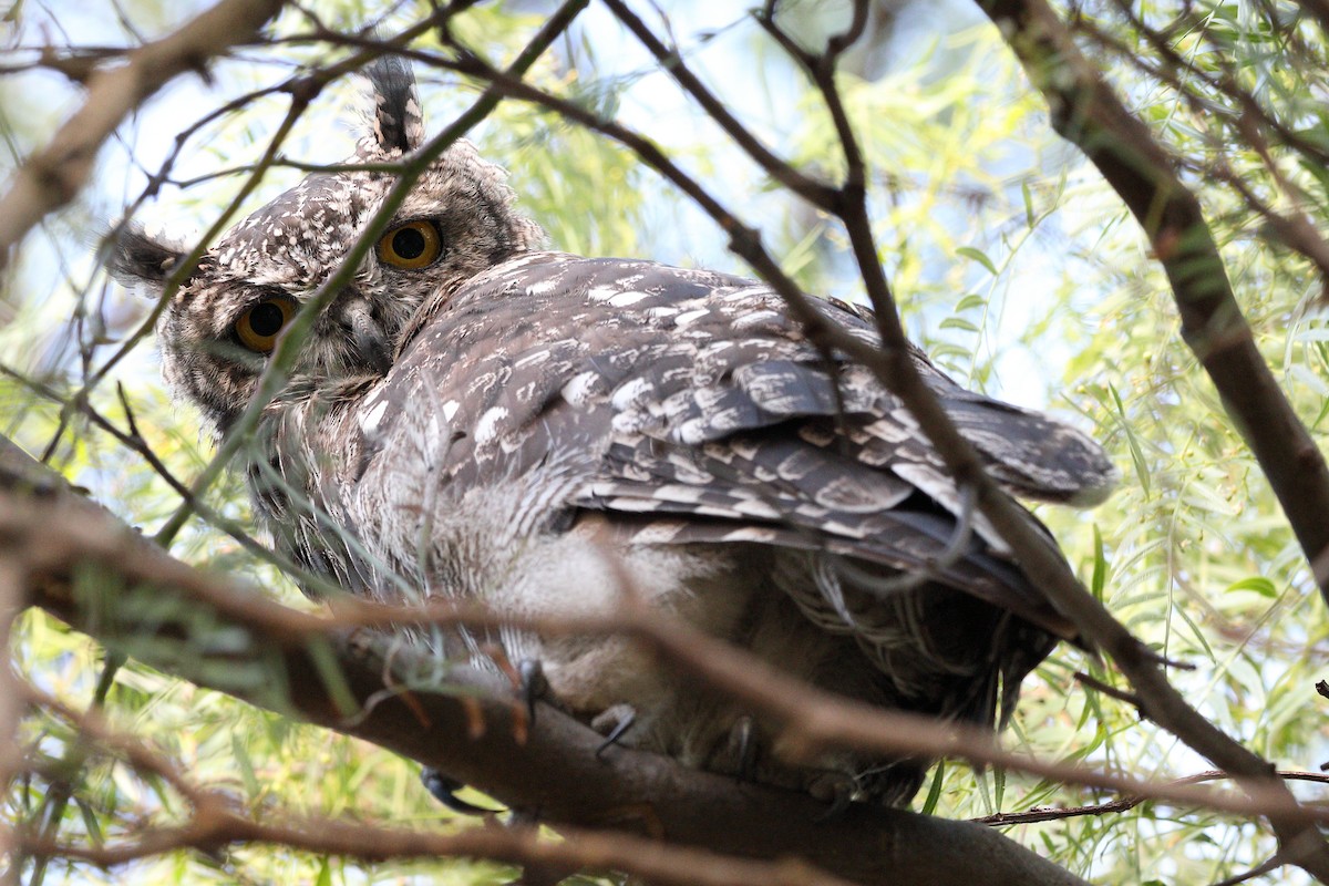 Spotted Eagle-Owl - ML646679880