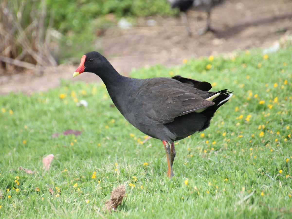 Gallinule sombre - ML646679881