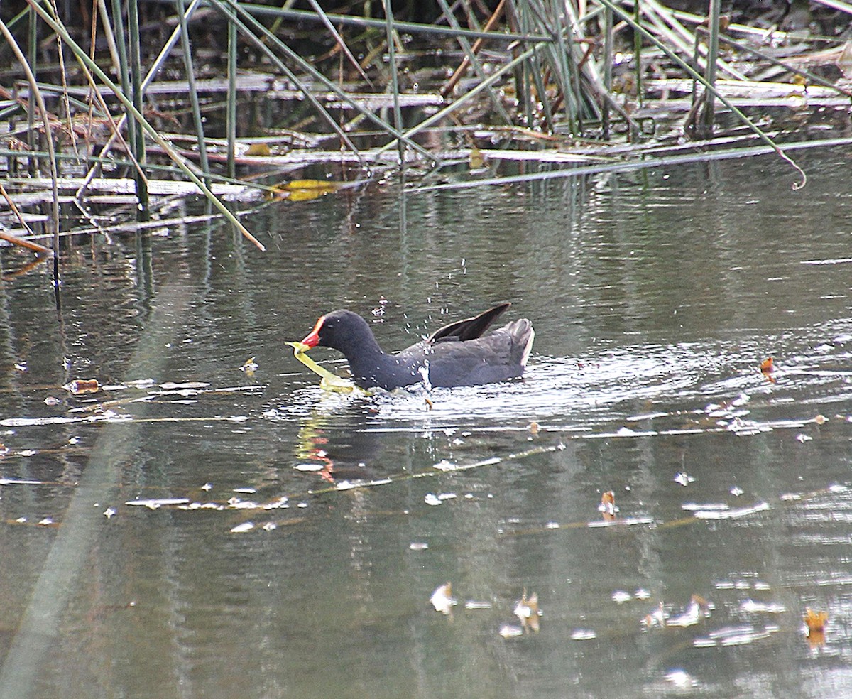 Gallinule sombre - ML646679882