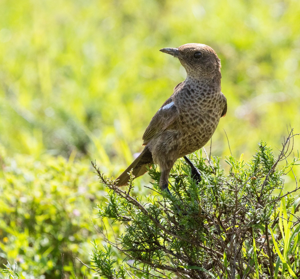 Traquet fourmilier - ML646679883