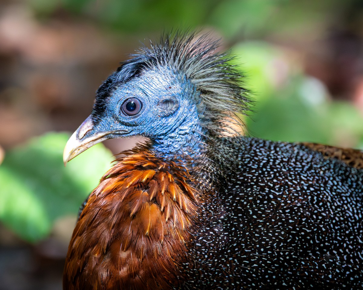 Great Argus - ML646679885