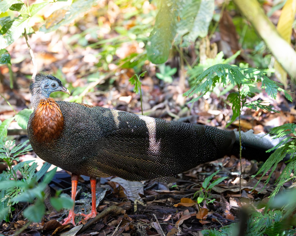 Great Argus - ML646679886