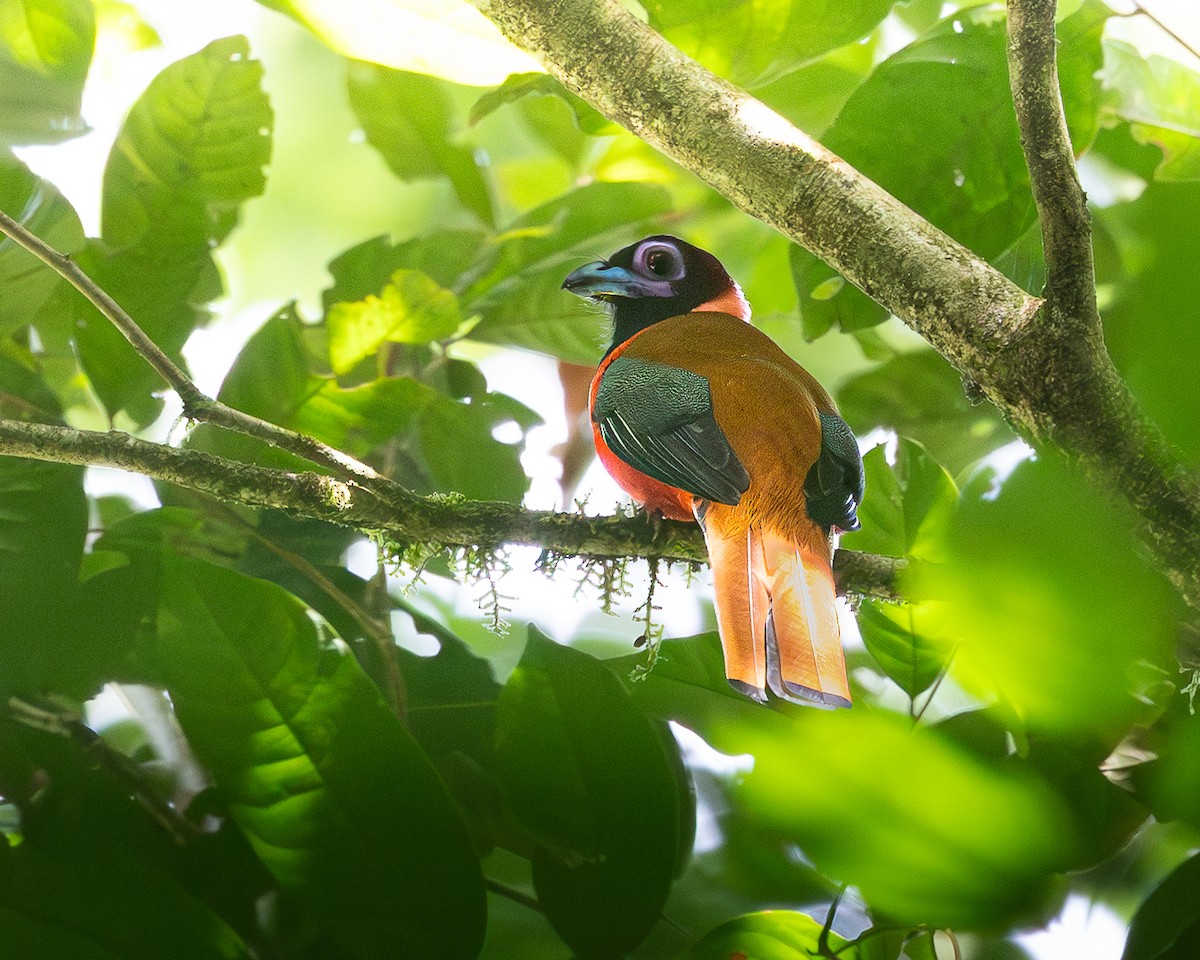 Trogon de Diard - ML646679887