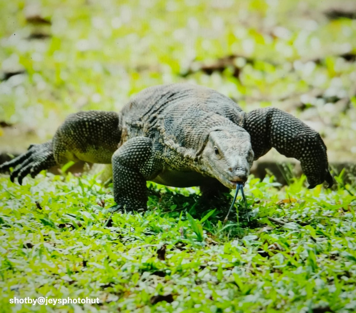 Animals - ML646679889