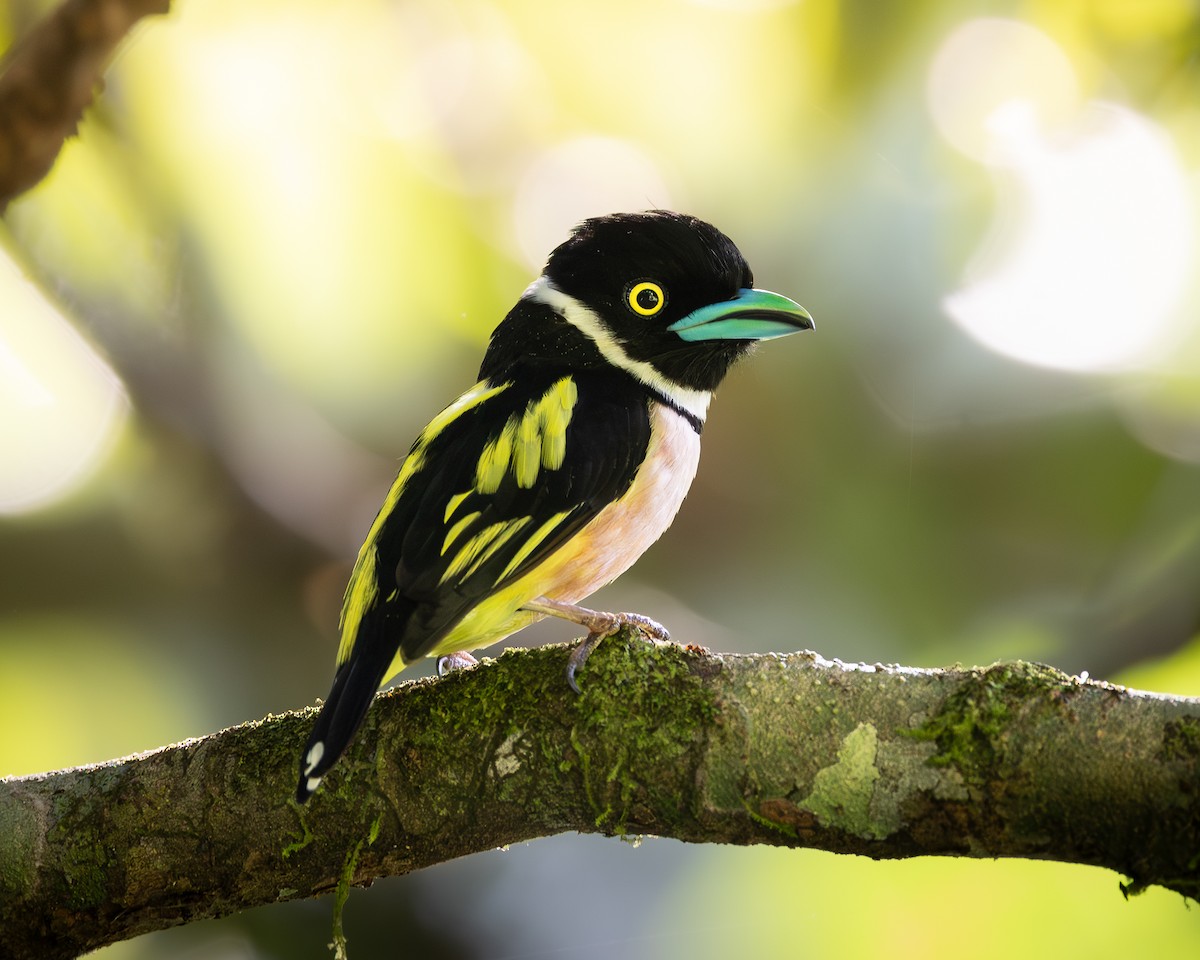 Black-and-yellow Broadbill - ML646679890