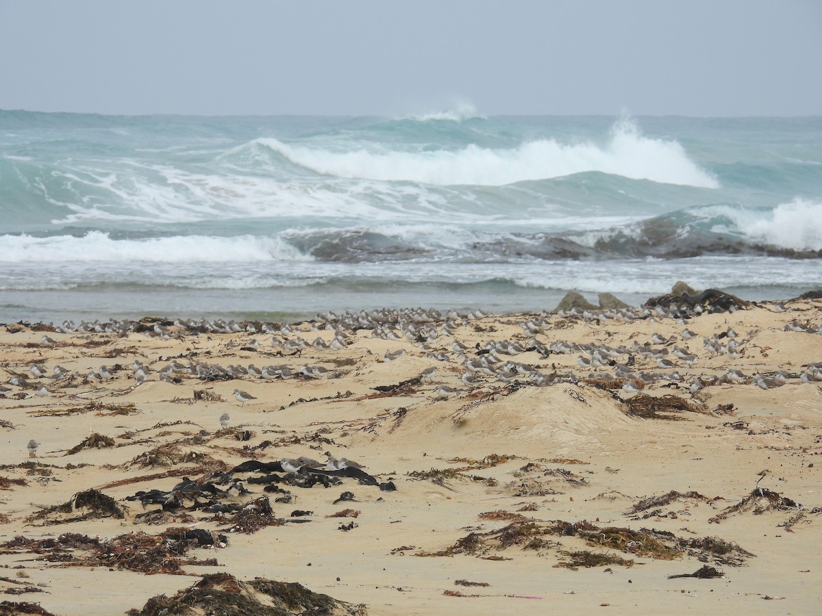 紅胸濱鷸 - ML646679891