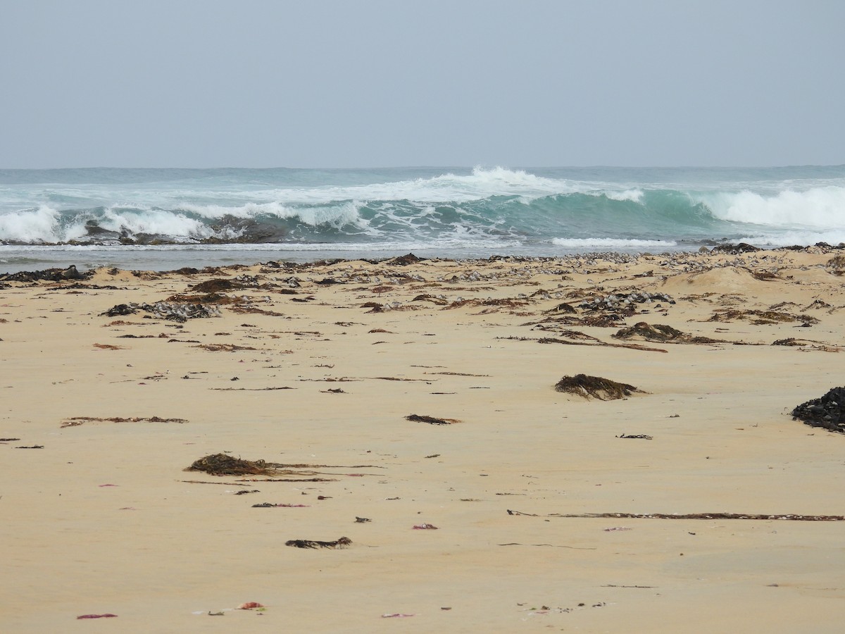 紅胸濱鷸 - ML646679892