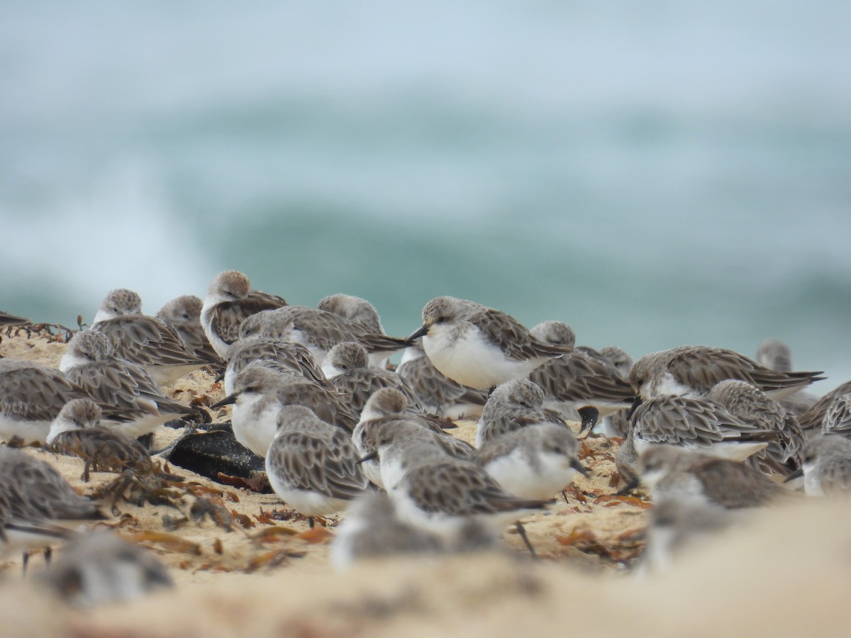 紅胸濱鷸 - ML646679893