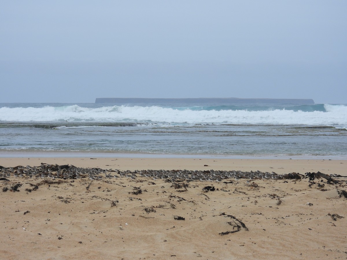 紅胸濱鷸 - ML646679894