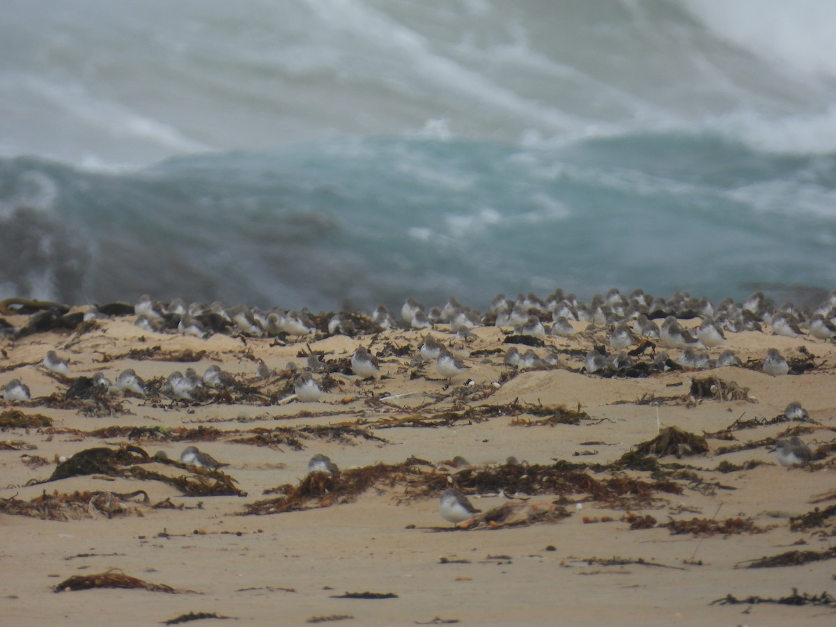 紅胸濱鷸 - ML646679895