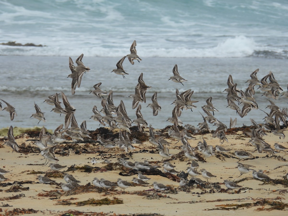紅胸濱鷸 - ML646679896