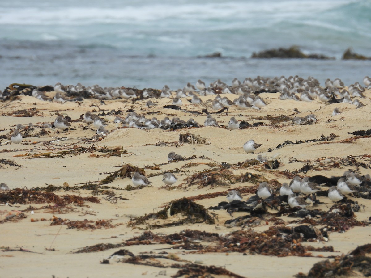 紅胸濱鷸 - ML646679897