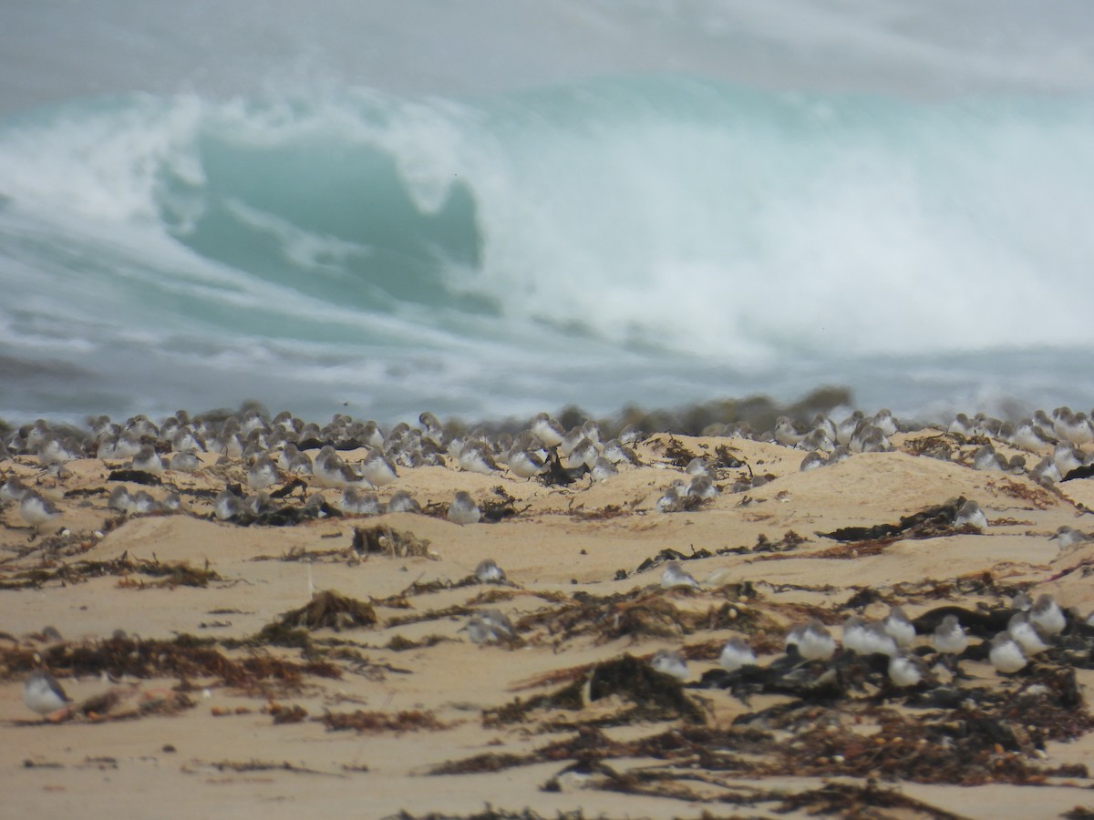 紅胸濱鷸 - ML646679898