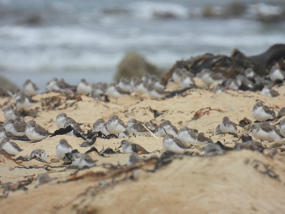 紅胸濱鷸 - ML646679899