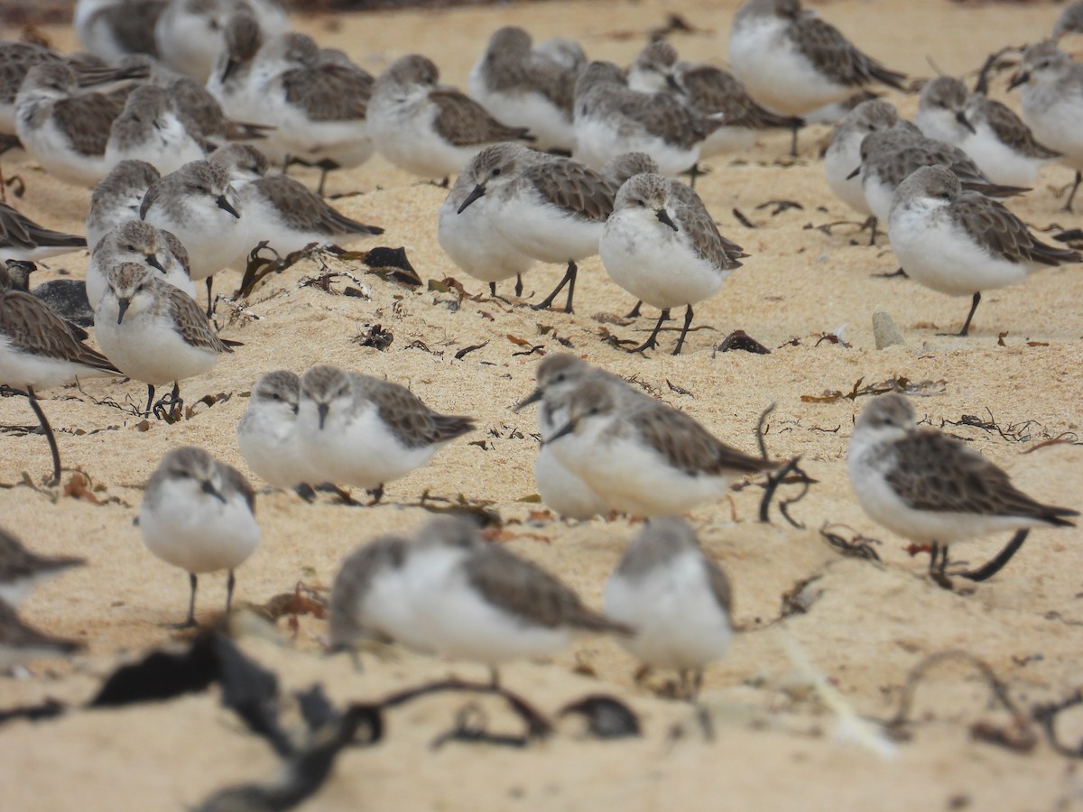 紅胸濱鷸 - ML646679900