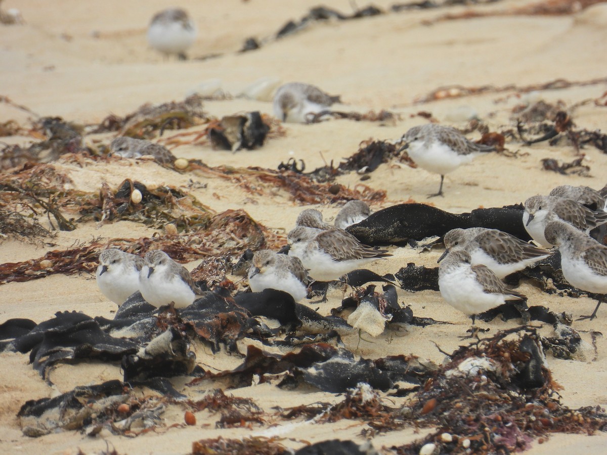 紅胸濱鷸 - ML646679901