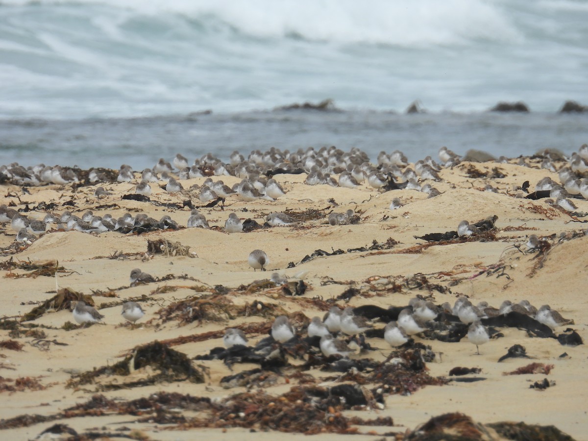 紅胸濱鷸 - ML646679902