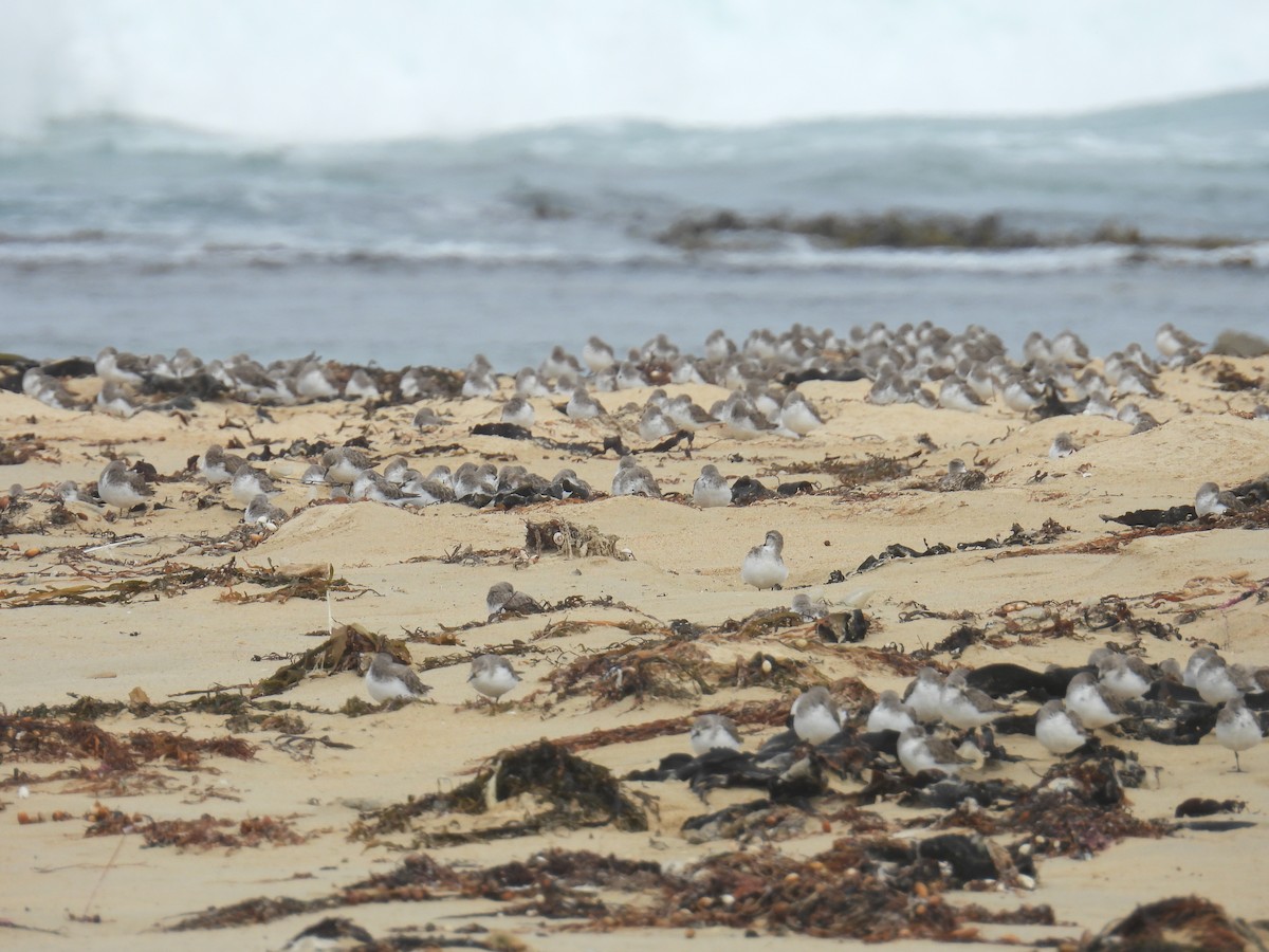 紅胸濱鷸 - ML646679903