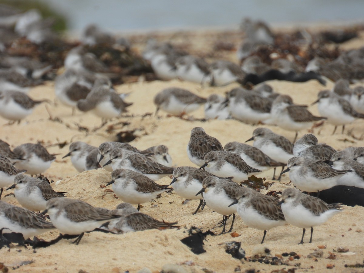紅胸濱鷸 - ML646679904