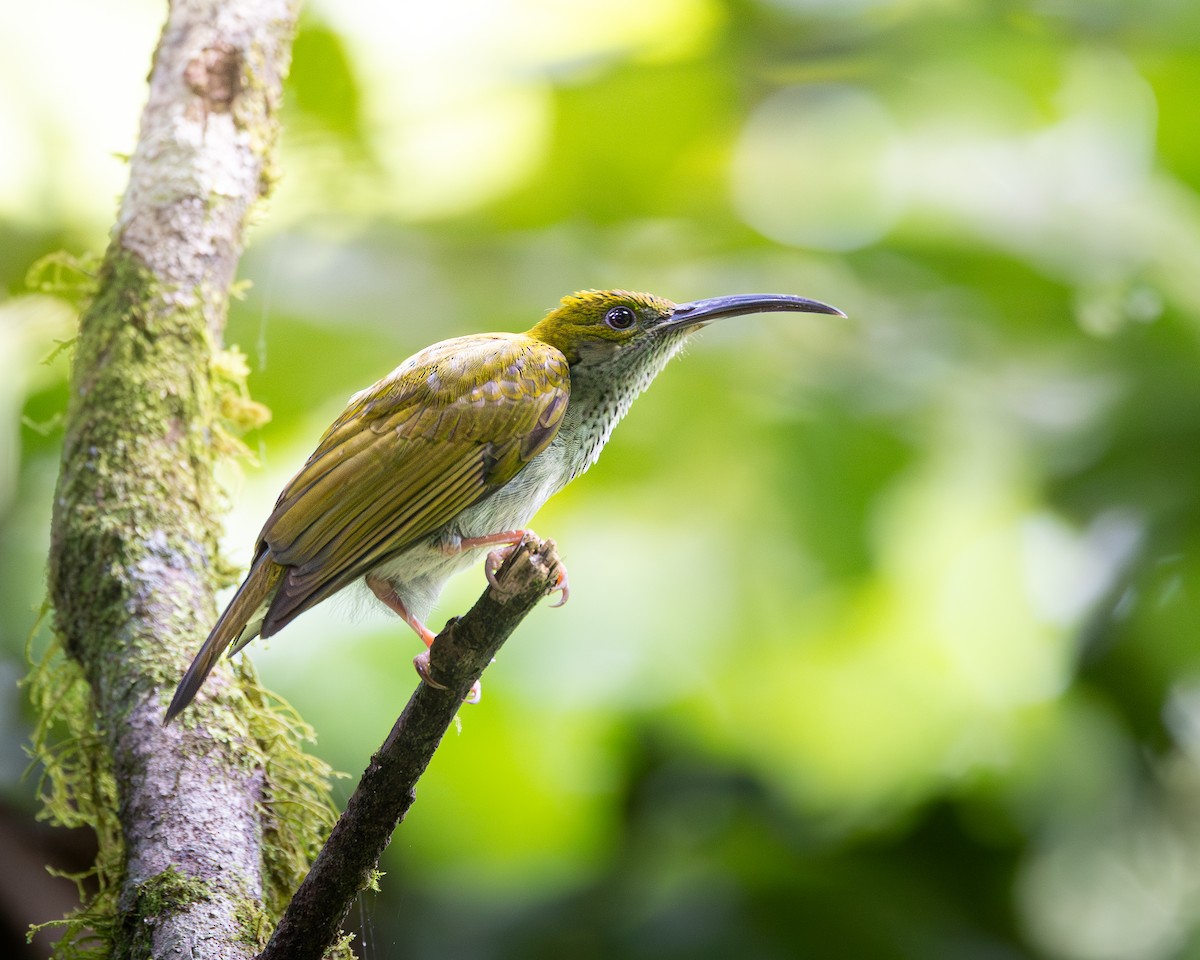 Bornean Spiderhunter - ML646679905