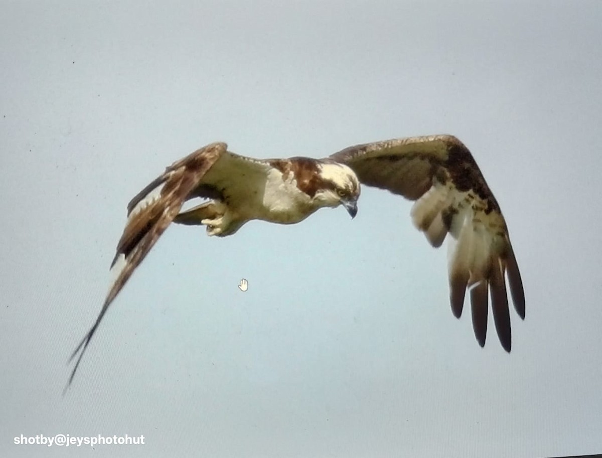 Скопа західна - ML646679906