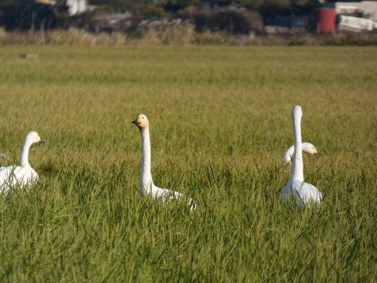小天鵝 - ML646679907