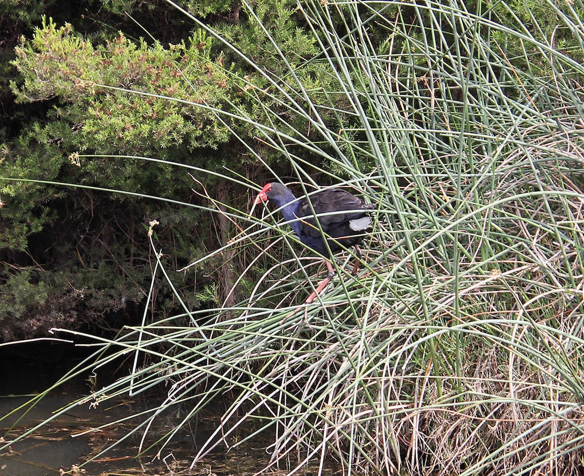 Australasian Swamphen - ML646679908