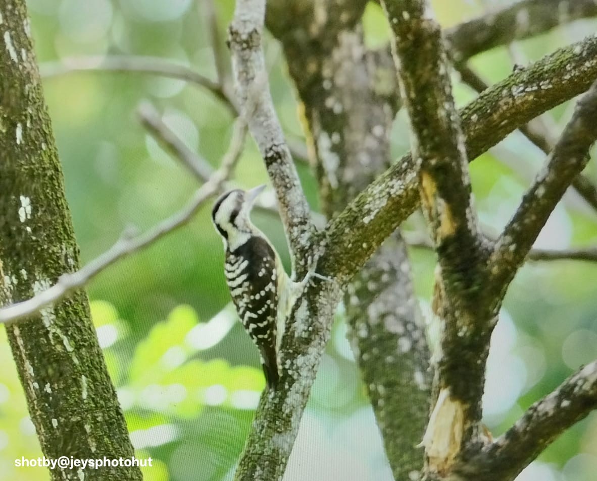 Дятел сіролобий - ML646679911